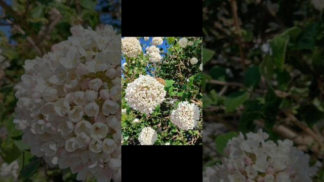 "Полдень", песня ДС — 2006 год, запись домашняя, пробное и единственное исполнение с листа. смотреть онлайн