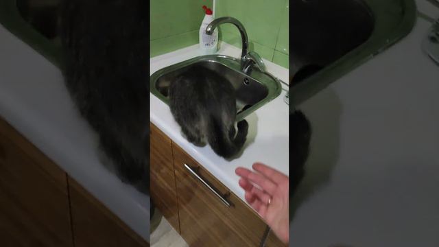 Новые обои на кухне.😽🥰 смотреть онлайн