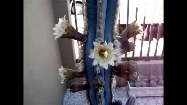 Espécies De Cactos - Pilosocereus Pachycladus (Cacto Azul)