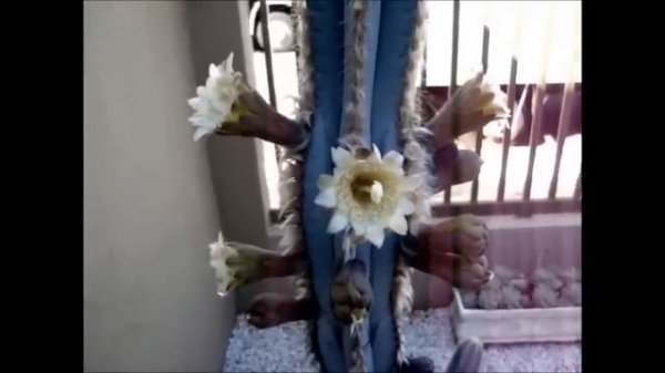 Espécies de Cactos - Pilosocereus pachycladus (Cacto Azul)