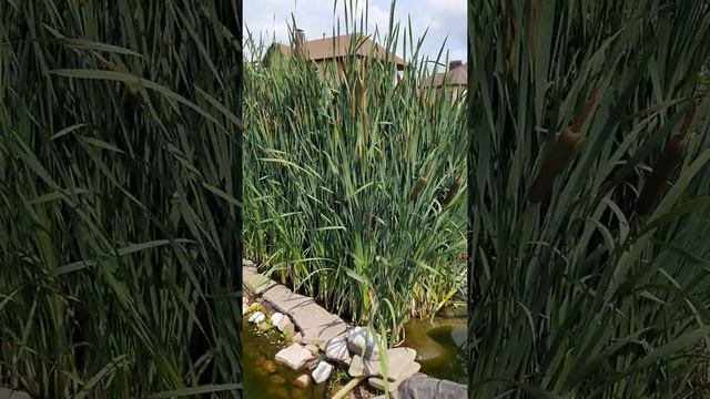 Краткий обзор моего пруда смотреть онлайн