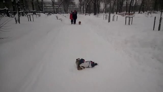 Прогулка с Лизой зимой 2020