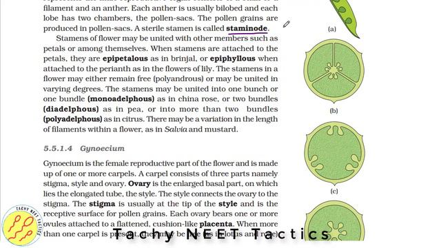 UN 02 CH 05 Morphology of plant kingdom in Tamil QUICK WALK PART 2 NEET free course in Tamil смотреть онлайн