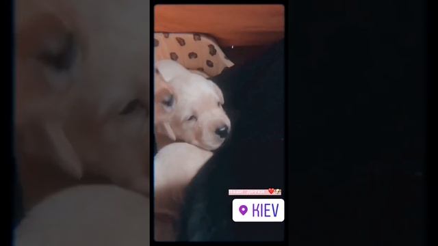 Питомник щенок лабрадора Babylab 1 месяц смотреть онлайн
