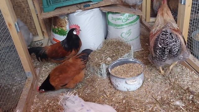 РАСКЛЕВ ЛЕГЧЕ ПРЕДУПРЕДИТЬ/ ПРИВЫЧКА НА ВСЮ ЖИЗНЬ У КУР НЕСУШЕК смотреть онлайн