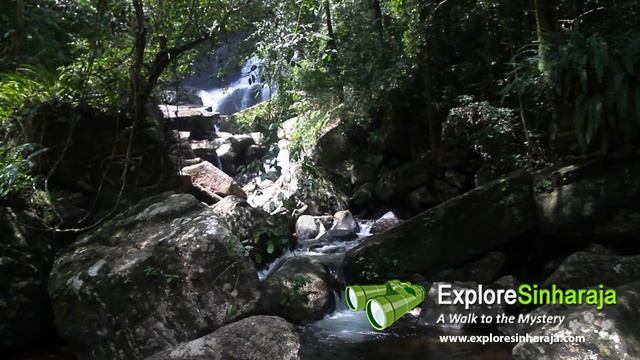 Sinharaja UNESCO World Heritage Forest  - Water - Our Most Precious Resource