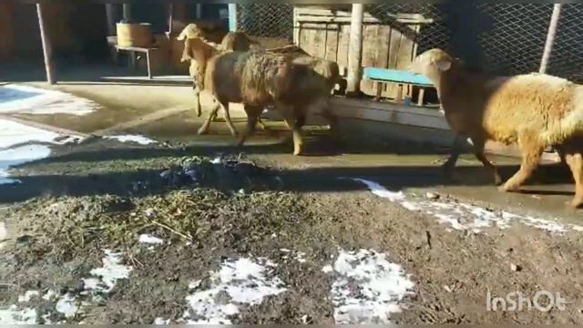 ПРОДАНО! 4 голов Ягнята ярки 9 месяцев г.Кара-балта смотреть онлайн