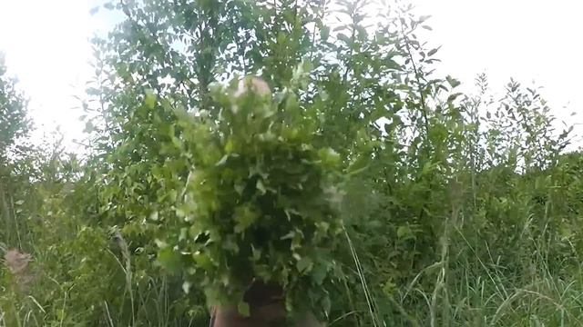 Как заготавливать березовые веники. Часть 1 - заготовка материала. смотреть онлайн