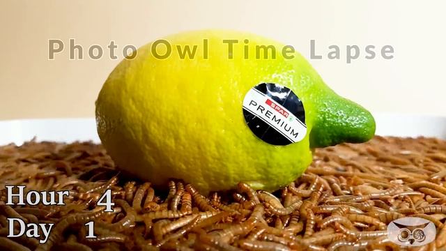 MEALWORMS VS WHOLE WATERMELON смотреть онлайн
