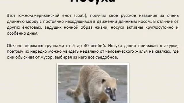 Impress. Практическая работа "Создание многостраничной презентации" смотреть онлайн