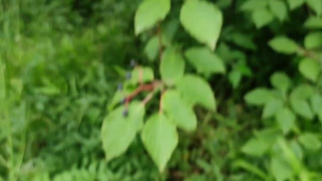 tasting Pagoda Dogwood (Cornus alternifolia) fruits смотреть онлайн