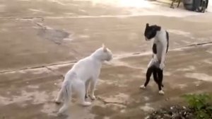 Кошка кричит