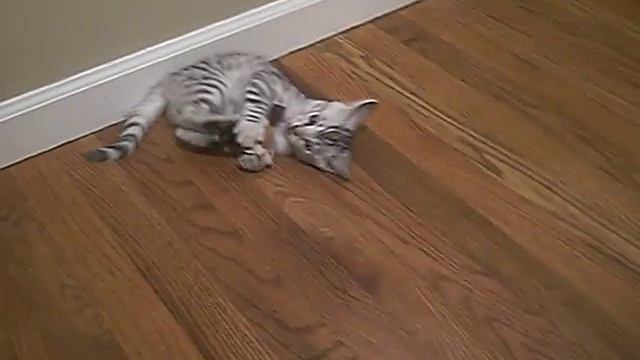 Silver Rosetted Bengal Kittens Play with Weimaraner смотреть онлайн