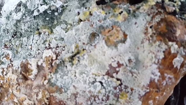 Что выросло на трутовиках? смотреть онлайн