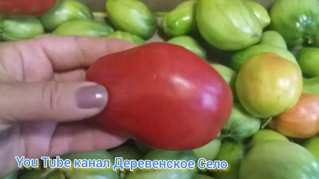 Лучший томат для улицы/Петруша - огородник /#ДеревенскоеСело смотреть онлайн