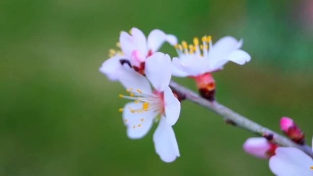 Sony SLT- A58 Video Test -18-55mm F/3.5-5.6 Lens