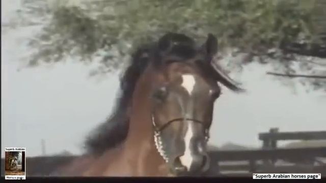 Супер супер арабский конь смотреть онлайн