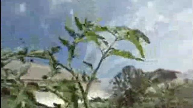 ТОМАТЫ НА ЗИМУ ПАЛЬЧИКИ ОБЛИЖЕШЬ-ОРАНЖЕВЫЕ СЛИВКИ 2017 смотреть онлайн