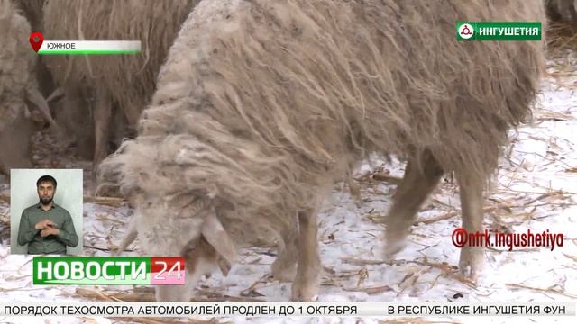 В ГУПе "Зори Кавказа" увеличили поголовье мелкого рогатого скота. смотреть онлайн