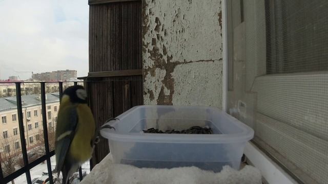 Синички и семечки 18 02 23 смотреть онлайн