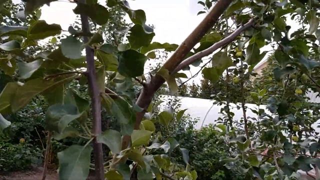 Некоторые сорта яблок из нашего сада. Продолжение следует... смотреть онлайн