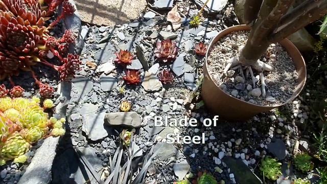 Цветение Молодило - Более 20 сортовых Каменных роз с названиями. Часть 1. смотреть онлайн