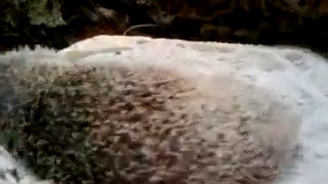 tanrek cleaning with sand video 2 Tenrec ( Echinops Telfari) смотреть онлайн