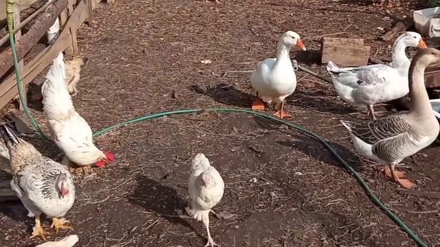 Новый способ кормления кур,когда много петухов. смотреть онлайн