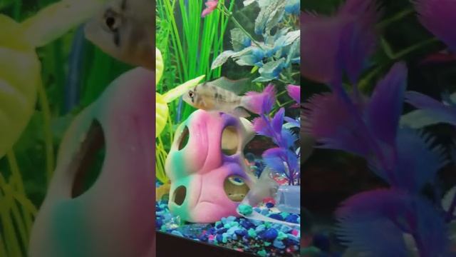 My Ruby Clown Cichlid смотреть онлайн