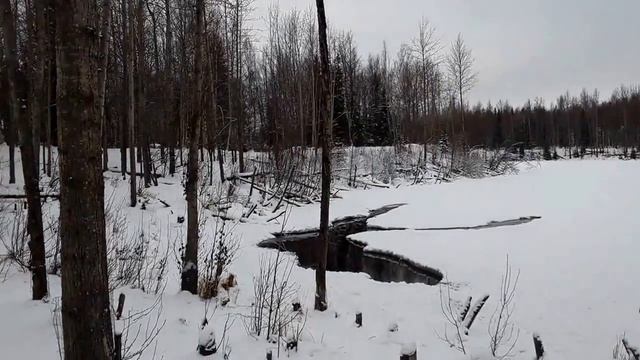 ГДЕ ЖИВУТ БОБРЫ. США. Аляска . Анкоридж. смотреть онлайн