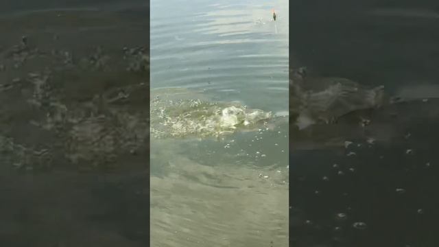 Рыбалка Муром-Вербовские Пруды 4 Августа 2022 Семён и Карп смотреть онлайн