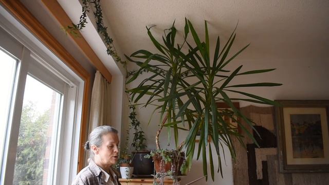Yukka care - I am rejuvenating the plant смотреть онлайн