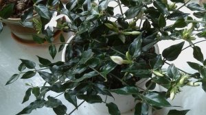 Как вырастить жасмин в домашних условиях