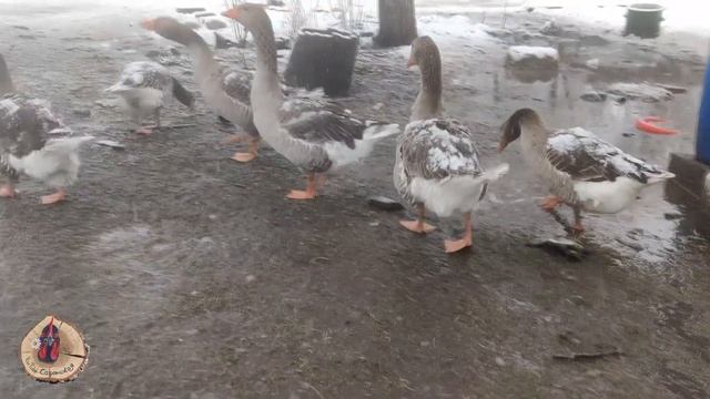 Ровно год назад как они у нас появились.Открыла огородный сезон./Переезд в Краснодарский край. смотреть онлайн
