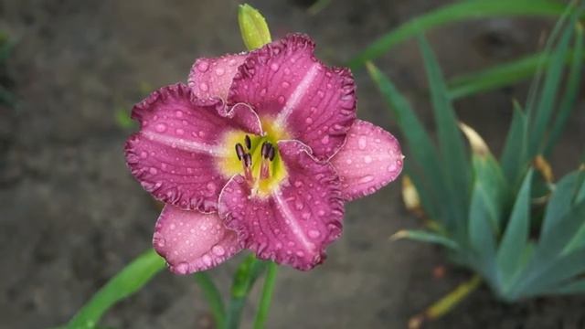 лилейник Entrapment смотреть онлайн