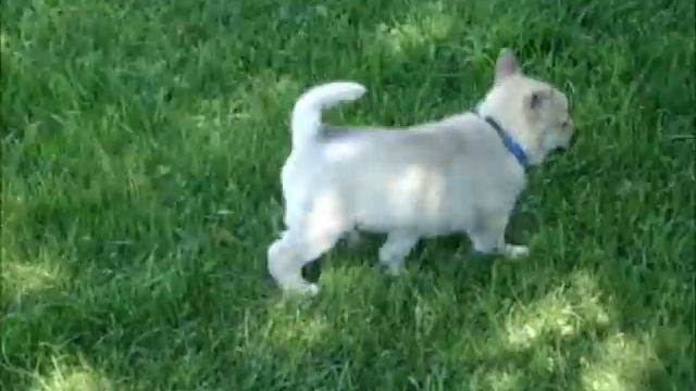 Bindy Norwegian Buhund pups 7 weeks old смотреть онлайн