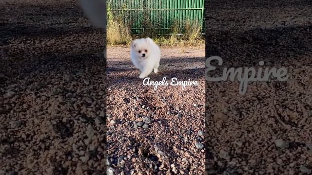 Девочка Померанская #angelsempire #щенки #sale #померанскийшпиц #домашниеживотные смотреть онлайн