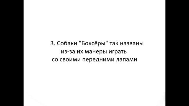 5 фактов о собаках #1 смотреть онлайн