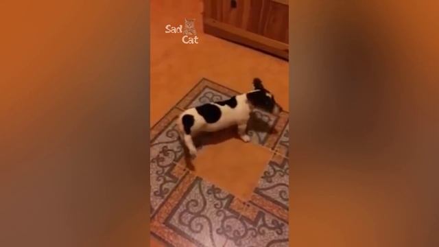 Ultimate Jack Russell Terrier Videos NEW смотреть онлайн