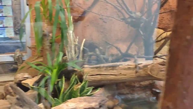 Зоопарк Вроцлава. Wroclaw Zoo. Обзорная прогулка экскурсия по зоопарку Врослава.