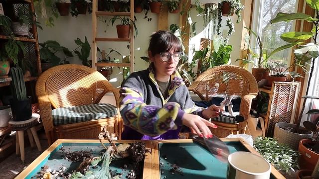 a much-needed repotting, watering, and plant room organization! | PLANT CHORES смотреть онлайн