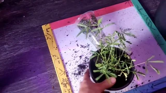 Mimosa Pudica(Мимоза стыдливая или мимоза стеснительная)
