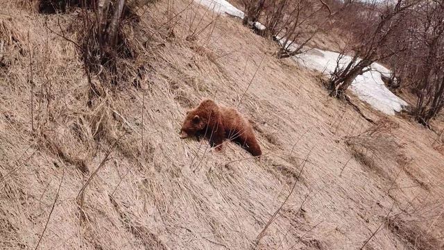 Весна, медведи Камчатки проснулись... смотреть онлайн