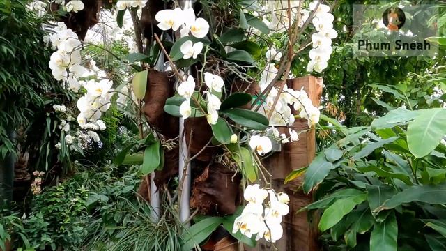 Insel Mainau [Flowers Paradise, Flowers Island ], Walking In Insel Mainau, Germany 2022