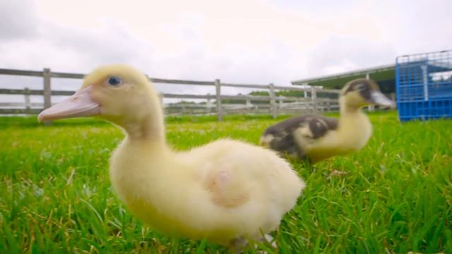 Old MacDonald Had A Farm | Nursery Rhyme Remix (Sesame Studios)