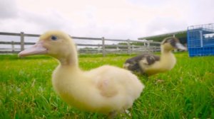 Old MacDonald Had a Farm | Nursery Rhyme Remix (Sesame Studios)