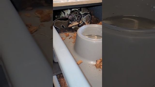 Montey the ball python eats a live ASF! Skip ahead to see the gruesome sounds of the second snake! смотреть онлайн