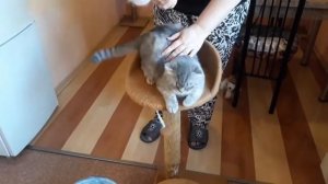 Чем вычесать шерсть у кошки / ЛИНЬКА у кота / ВИСЛОУХАЯ ШОТЛАНДСКАЯ КОШКА /КОШКИН ДОМ #catcare