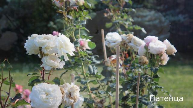 Краткий обзор розы Патенца - Patience.(Austin Великобритания, 2012) смотреть онлайн