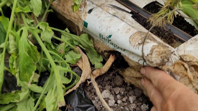 30.05Итог срезанных помидор. смотреть онлайн